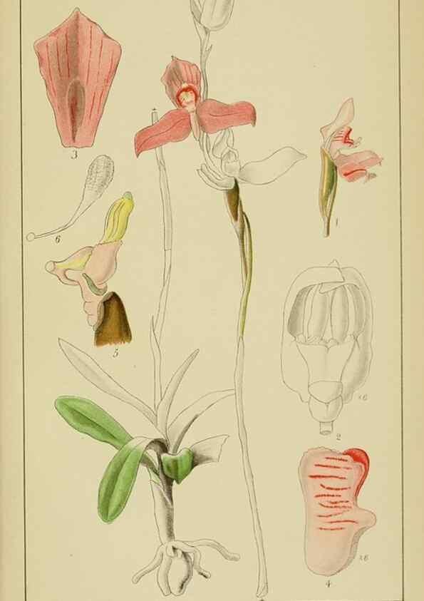 Reproducción/Reproduction 9733047606: Icones orchidearum austro-africanarum extra-tropicarum :. London :W. Wesley,1896-1913.