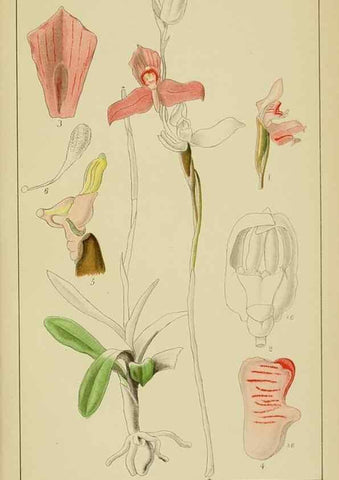 Reproducción/Reproduction 9733047606: Icones orchidearum austro-africanarum extra-tropicarum :. London :W. Wesley,1896-1913.