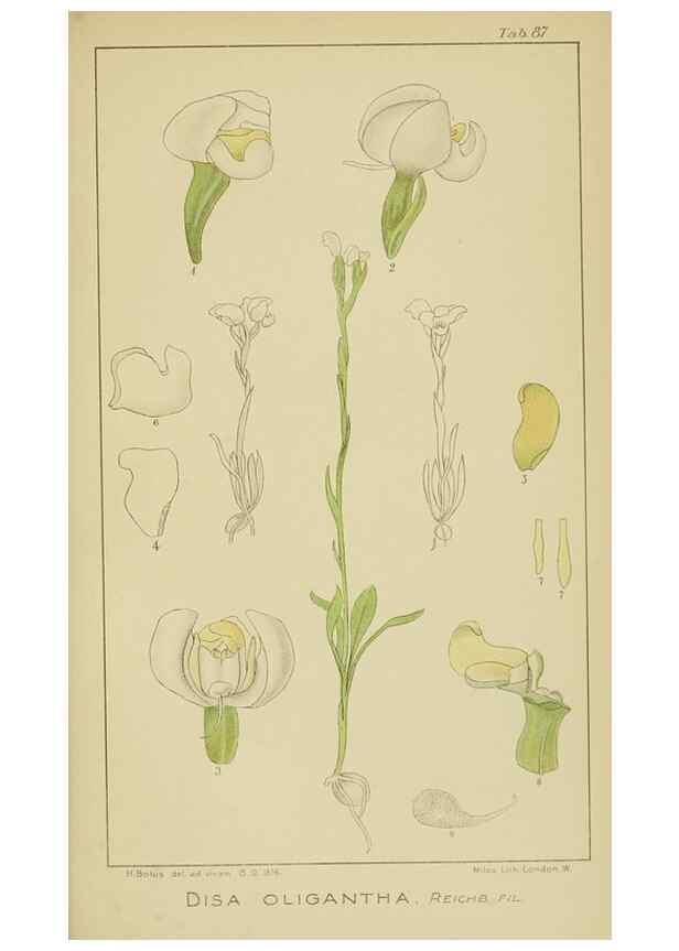 Reproducción/Reproduction 9729821703: Icones orchidearum austro-africanarum extra-tropicarum :. London :W. Wesley,1896-1913.