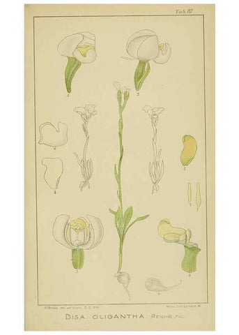 Reproducción/Reproduction 9729821703: Icones orchidearum austro-africanarum extra-tropicarum :. London :W. Wesley,1896-1913.