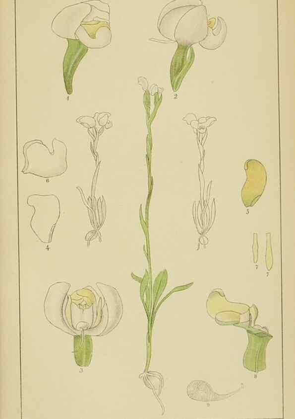 Reproducción/Reproduction 9729821703: Icones orchidearum austro-africanarum extra-tropicarum :. London :W. Wesley,1896-1913.