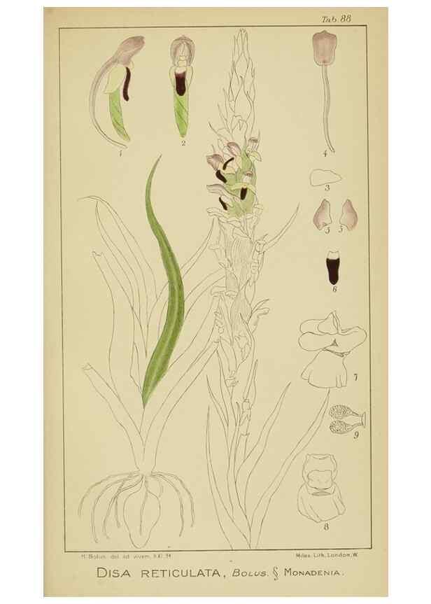 Reproducción/Reproduction 9729823317: Icones orchidearum austro-africanarum extra-tropicarum :. London :W. Wesley,1896-1913.
