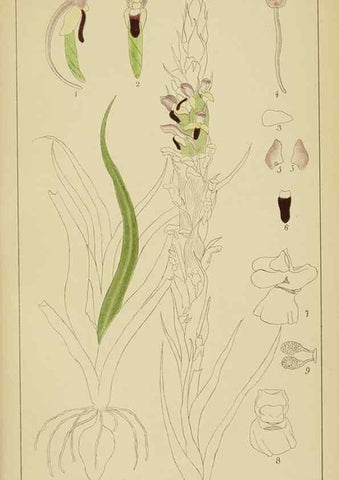 Reproducción/Reproduction 9729823317: Icones orchidearum austro-africanarum extra-tropicarum :. London :W. Wesley,1896-1913.
