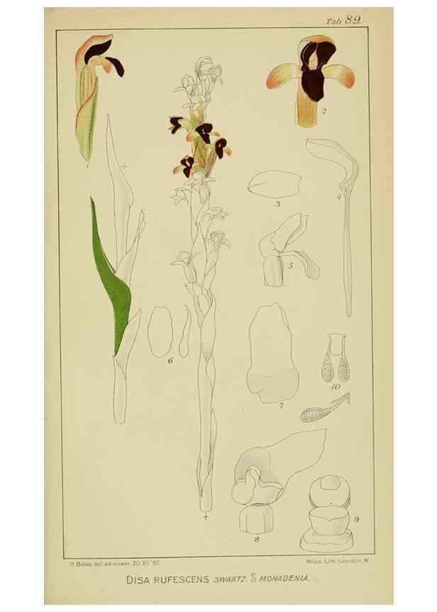 Reproducción/Reproduction 9733051948: Icones orchidearum austro-africanarum extra-tropicarum :. London :W. Wesley,1896-1913.