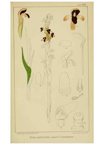 Reproducción/Reproduction 9733051948: Icones orchidearum austro-africanarum extra-tropicarum :. London :W. Wesley,1896-1913.
