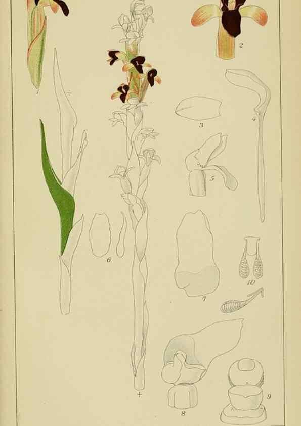 Reproducción/Reproduction 9733051948: Icones orchidearum austro-africanarum extra-tropicarum :. London :W. Wesley,1896-1913.