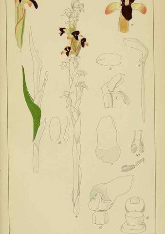 Reproducción/Reproduction 9733051948: Icones orchidearum austro-africanarum extra-tropicarum :. London :W. Wesley,1896-1913.