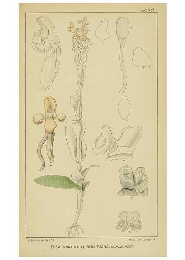 Reproducción/Reproduction 9733053476: Icones orchidearum austro-africanarum extra-tropicarum :. London :W. Wesley,1896-1913.
