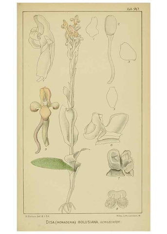 Reproducción/Reproduction 9733053476: Icones orchidearum austro-africanarum extra-tropicarum :. London :W. Wesley,1896-1913.