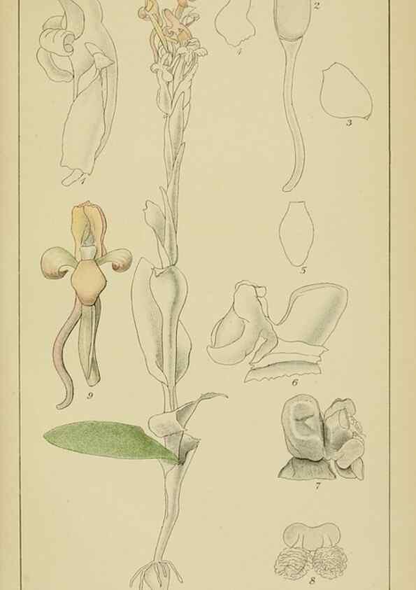 Reproducción/Reproduction 9733053476: Icones orchidearum austro-africanarum extra-tropicarum :. London :W. Wesley,1896-1913.