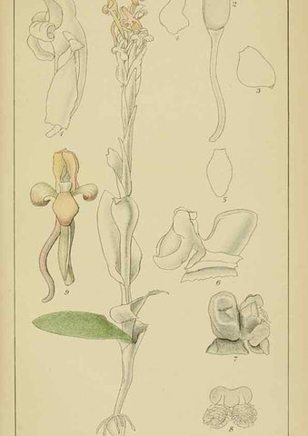 Reproducción/Reproduction 9733053476: Icones orchidearum austro-africanarum extra-tropicarum :. London :W. Wesley,1896-1913.