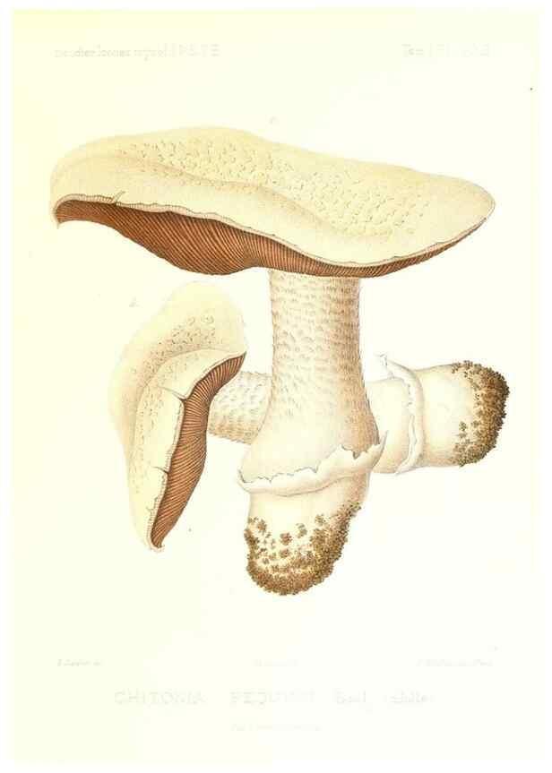 Reproducción/Reproduction 9801262596: Icones mycologicæ, ou Iconographie des champignons de France principalement Discomycetes,. Paris :P. Klincksieck, L. Lhomme, successeur,1905-10.