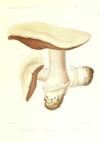 Reproducción/Reproduction 9801262596: Icones mycologicæ, ou Iconographie des champignons de France principalement Discomycetes,. Paris :P. Klincksieck, L. Lhomme, successeur,1905-10.