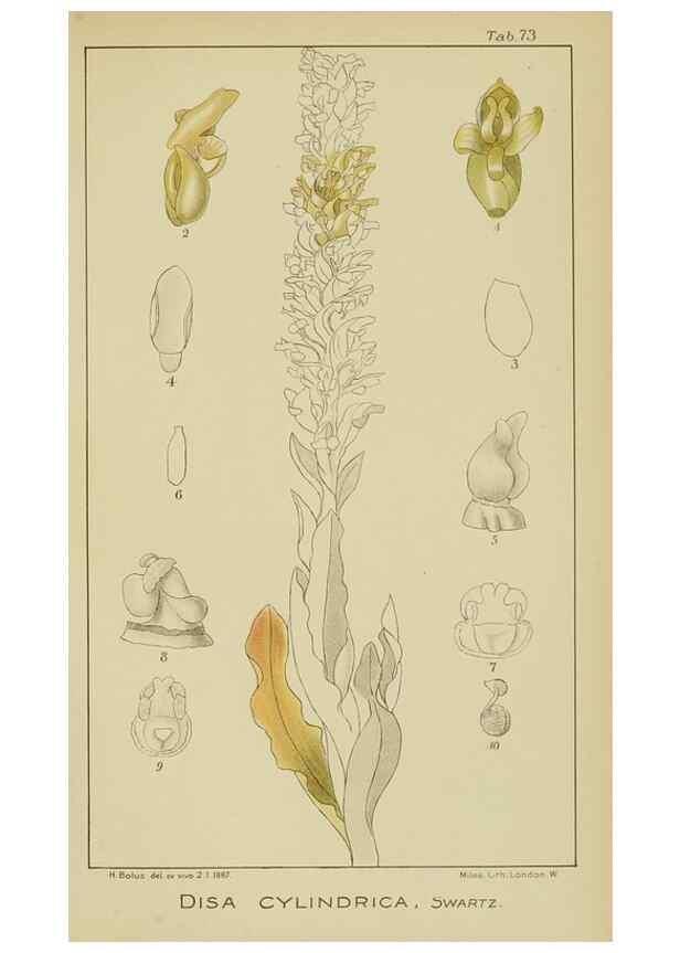 Reproducción/Reproduction 9733029004: Icones orchidearum austro-africanarum extra-tropicarum :. London :W. Wesley,1896-1913.