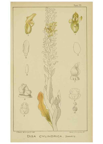 Reproducción/Reproduction 9733029004: Icones orchidearum austro-africanarum extra-tropicarum :. London :W. Wesley,1896-1913.