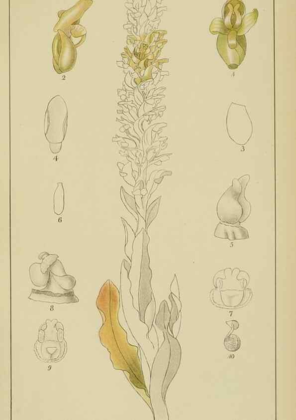 Reproducción/Reproduction 9733029004: Icones orchidearum austro-africanarum extra-tropicarum :. London :W. Wesley,1896-1913.