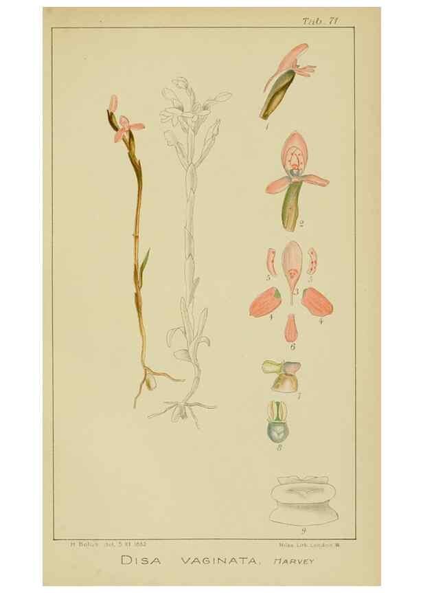 Reproducción/Reproduction 9729798317: Icones orchidearum austro-africanarum extra-tropicarum :. London :W. Wesley,1896-1913.