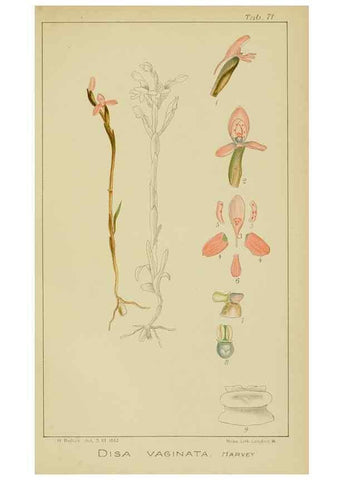 Reproducción/Reproduction 9729798317: Icones orchidearum austro-africanarum extra-tropicarum :. London :W. Wesley,1896-1913.