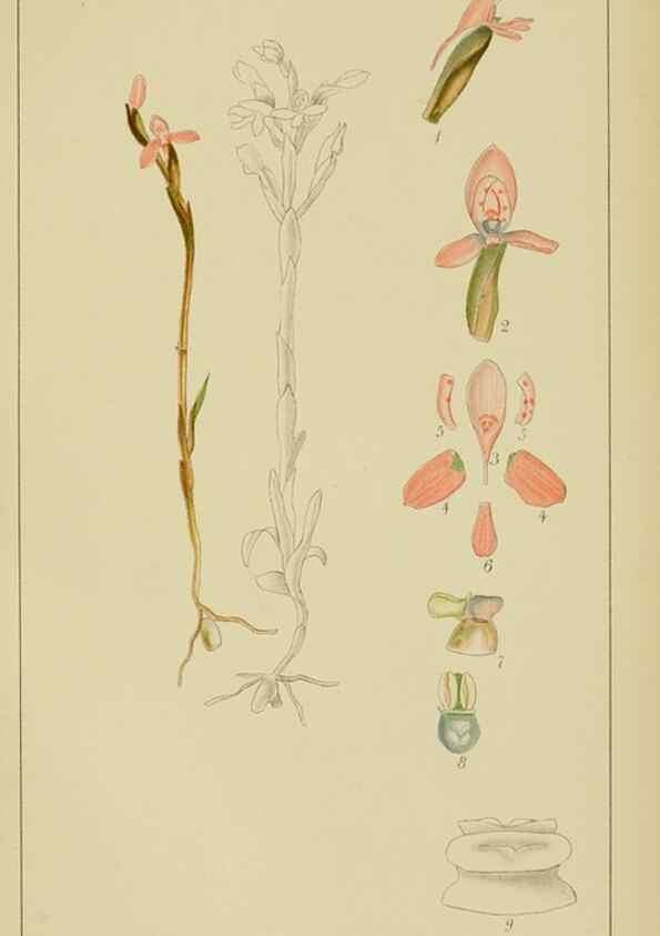 Reproducción/Reproduction 9729798317: Icones orchidearum austro-africanarum extra-tropicarum :. London :W. Wesley,1896-1913.