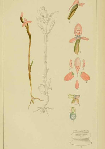 Reproducción/Reproduction 9729798317: Icones orchidearum austro-africanarum extra-tropicarum :. London :W. Wesley,1896-1913.