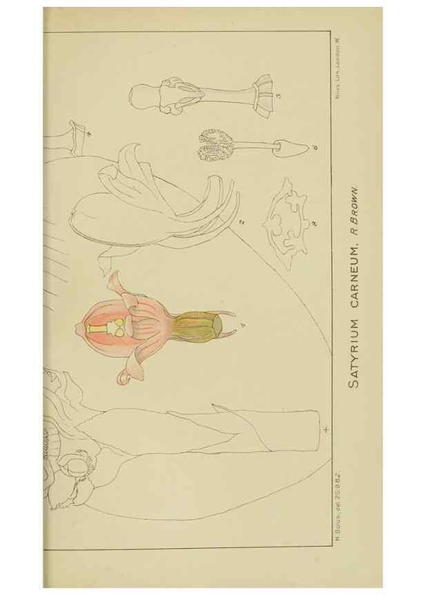 Reproducción/Reproduction 9729776143: Icones orchidearum austro-africanarum extra-tropicarum :. London :W. Wesley,1896-1913.