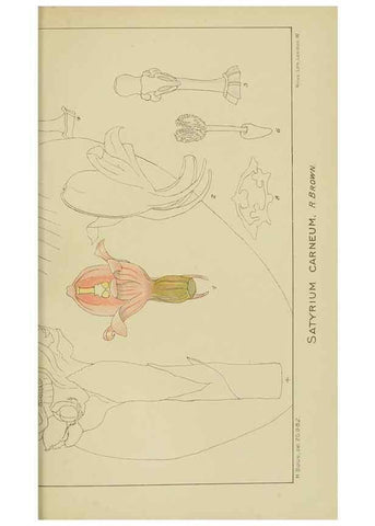 Reproducción/Reproduction 9729776143: Icones orchidearum austro-africanarum extra-tropicarum :. London :W. Wesley,1896-1913.