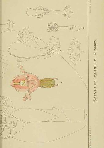 Reproducción/Reproduction 9729776143: Icones orchidearum austro-africanarum extra-tropicarum :. London :W. Wesley,1896-1913.