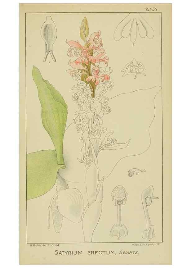 Reproducción/Reproduction 9729777695: Icones orchidearum austro-africanarum extra-tropicarum :. London :W. Wesley,1896-1913.