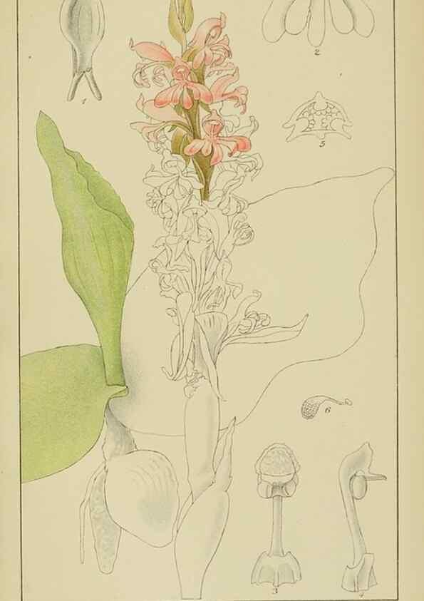 Reproducción/Reproduction 9729777695: Icones orchidearum austro-africanarum extra-tropicarum :. London :W. Wesley,1896-1913.