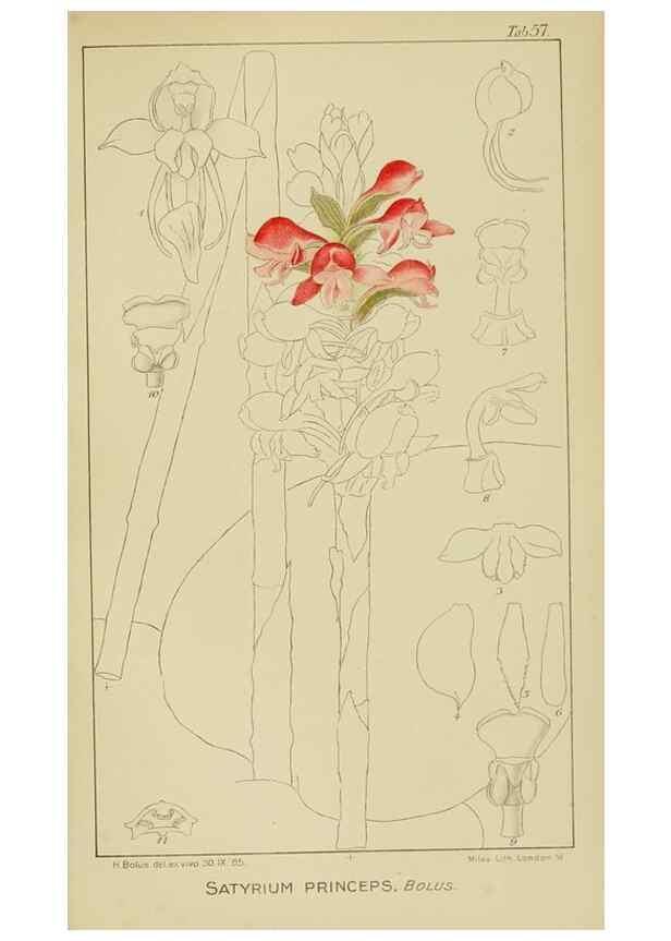 Reproducción/Reproduction 9729778971: Icones orchidearum austro-africanarum extra-tropicarum :. London :W. Wesley,1896-1913.