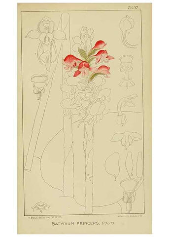 Reproducción/Reproduction 9729778971: Icones orchidearum austro-africanarum extra-tropicarum :. London :W. Wesley,1896-1913.