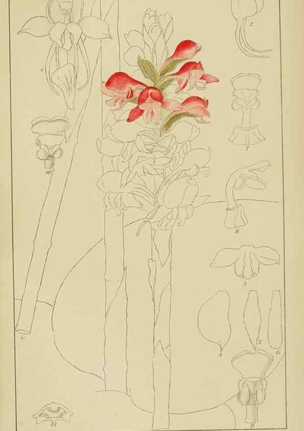 Reproducción/Reproduction 9729778971: Icones orchidearum austro-africanarum extra-tropicarum :. London :W. Wesley,1896-1913.