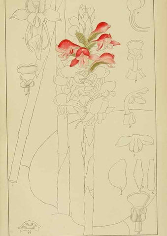 Reproducción/Reproduction 9729778971: Icones orchidearum austro-africanarum extra-tropicarum :. London :W. Wesley,1896-1913.