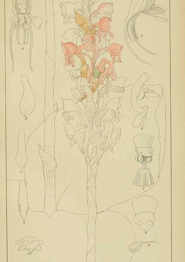 Reproducción/Reproduction 9729780223: Icones orchidearum austro-africanarum extra-tropicarum :. London :W. Wesley,1896-1913.