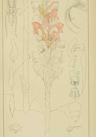 Reproducción/Reproduction 9729780223: Icones orchidearum austro-africanarum extra-tropicarum :. London :W. Wesley,1896-1913.