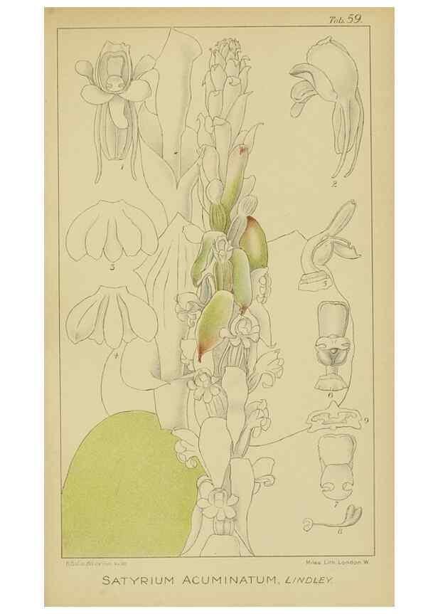 Reproducción/Reproduction 9733009158: Icones orchidearum austro-africanarum extra-tropicarum :. London :W. Wesley,1896-1913.