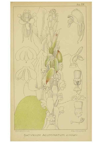 Reproducción/Reproduction 9733009158: Icones orchidearum austro-africanarum extra-tropicarum :. London :W. Wesley,1896-1913.