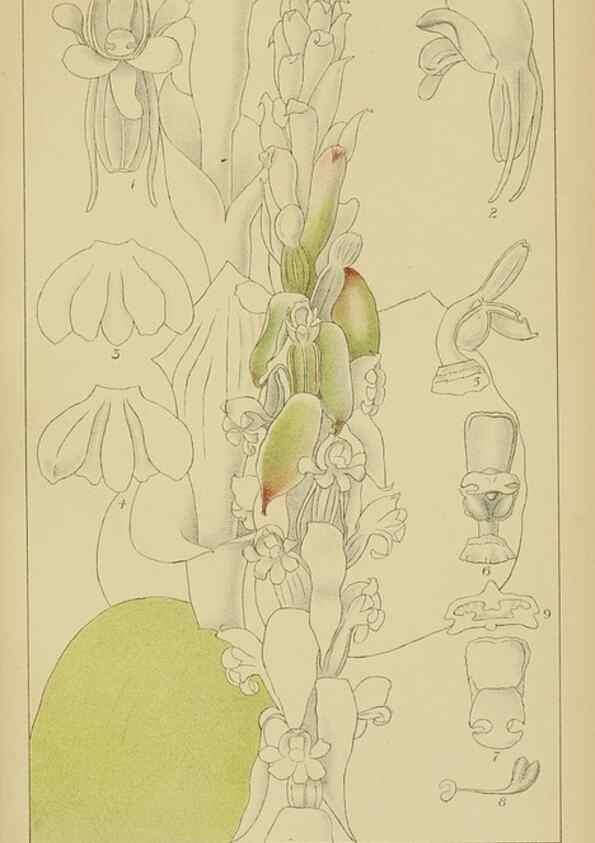 Reproducción/Reproduction 9733009158: Icones orchidearum austro-africanarum extra-tropicarum :. London :W. Wesley,1896-1913.
