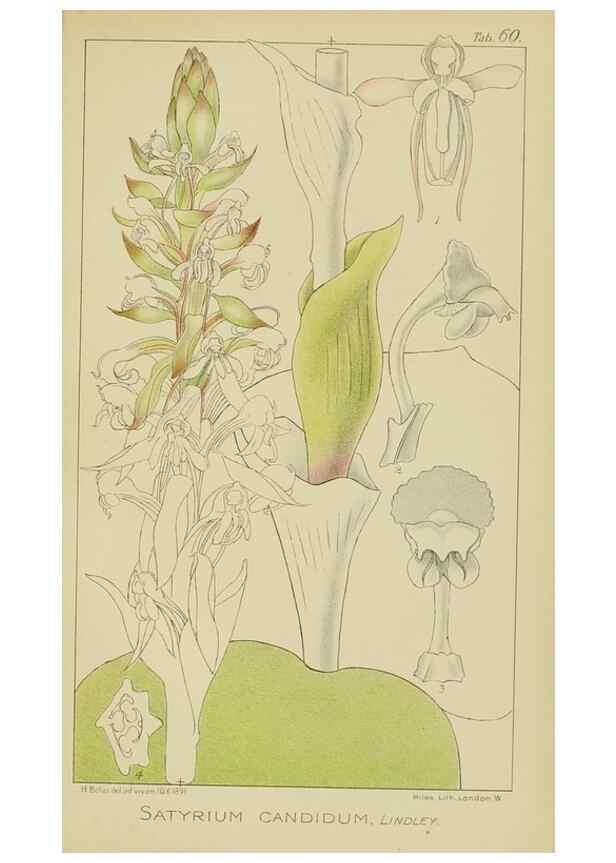 Reproducción/Reproduction 9733010850: Icones orchidearum austro-africanarum extra-tropicarum :. London :W. Wesley,1896-1913.