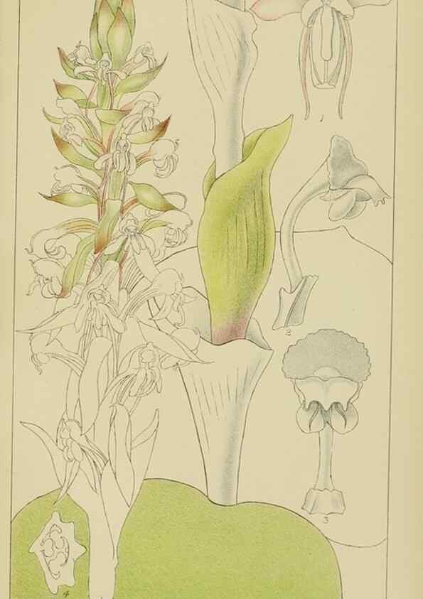 Reproducción/Reproduction 9733010850: Icones orchidearum austro-africanarum extra-tropicarum :. London :W. Wesley,1896-1913.