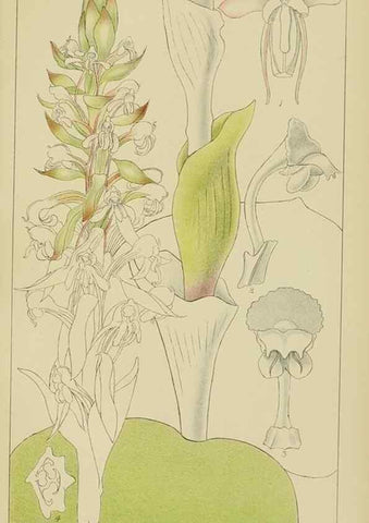 Reproducción/Reproduction 9733010850: Icones orchidearum austro-africanarum extra-tropicarum :. London :W. Wesley,1896-1913.