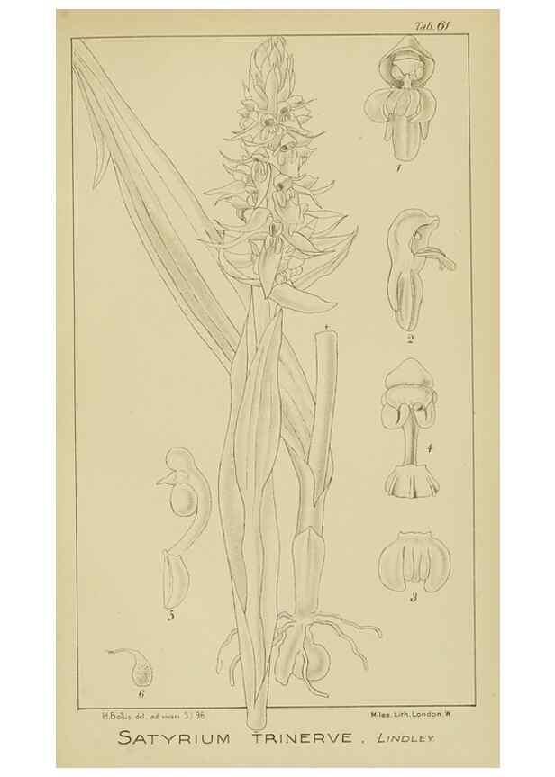 Reproducción/Reproduction 9729784707: Icones orchidearum austro-africanarum extra-tropicarum :. London :W. Wesley,1896-1913.