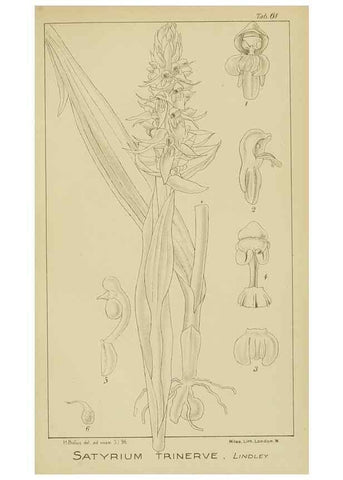 Reproducción/Reproduction 9729784707: Icones orchidearum austro-africanarum extra-tropicarum :. London :W. Wesley,1896-1913.