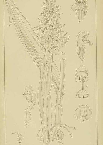 Reproducción/Reproduction 9729784707: Icones orchidearum austro-africanarum extra-tropicarum :. London :W. Wesley,1896-1913.