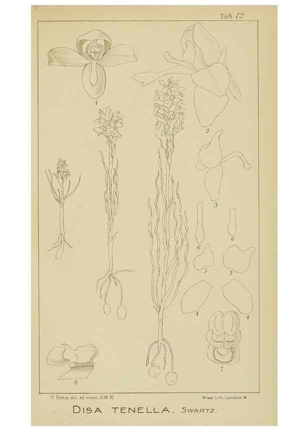 Reproducción/Reproduction 9729799653: Icones orchidearum austro-africanarum extra-tropicarum :. London :W. Wesley,1896-1913.