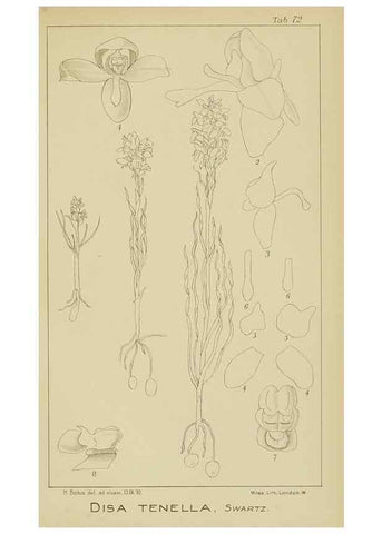 Reproducción/Reproduction 9729799653: Icones orchidearum austro-africanarum extra-tropicarum :. London :W. Wesley,1896-1913.