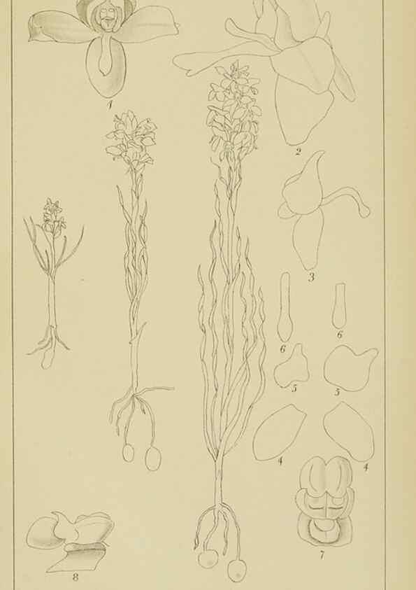 Reproducción/Reproduction 9729799653: Icones orchidearum austro-africanarum extra-tropicarum :. London :W. Wesley,1896-1913.