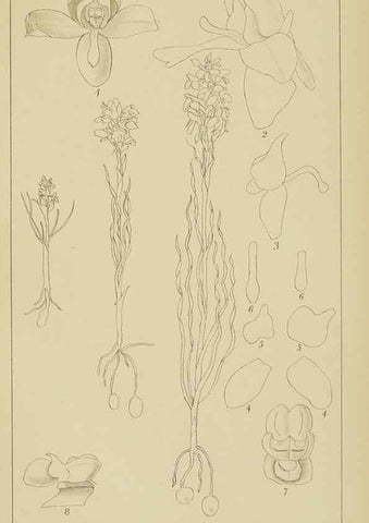 Reproducción/Reproduction 9729799653: Icones orchidearum austro-africanarum extra-tropicarum :. London :W. Wesley,1896-1913.