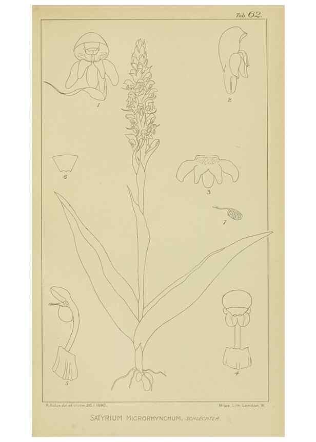 Reproducción/Reproduction 9733013648: Icones orchidearum austro-africanarum extra-tropicarum :. London :W. Wesley,1896-1913.