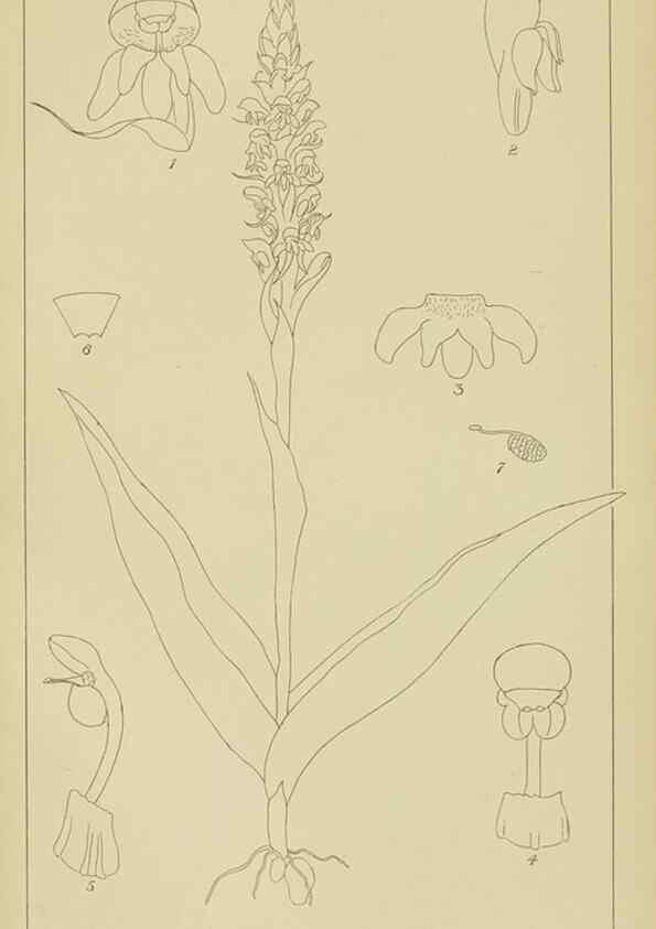 Reproducción/Reproduction 9733013648: Icones orchidearum austro-africanarum extra-tropicarum :. London :W. Wesley,1896-1913.